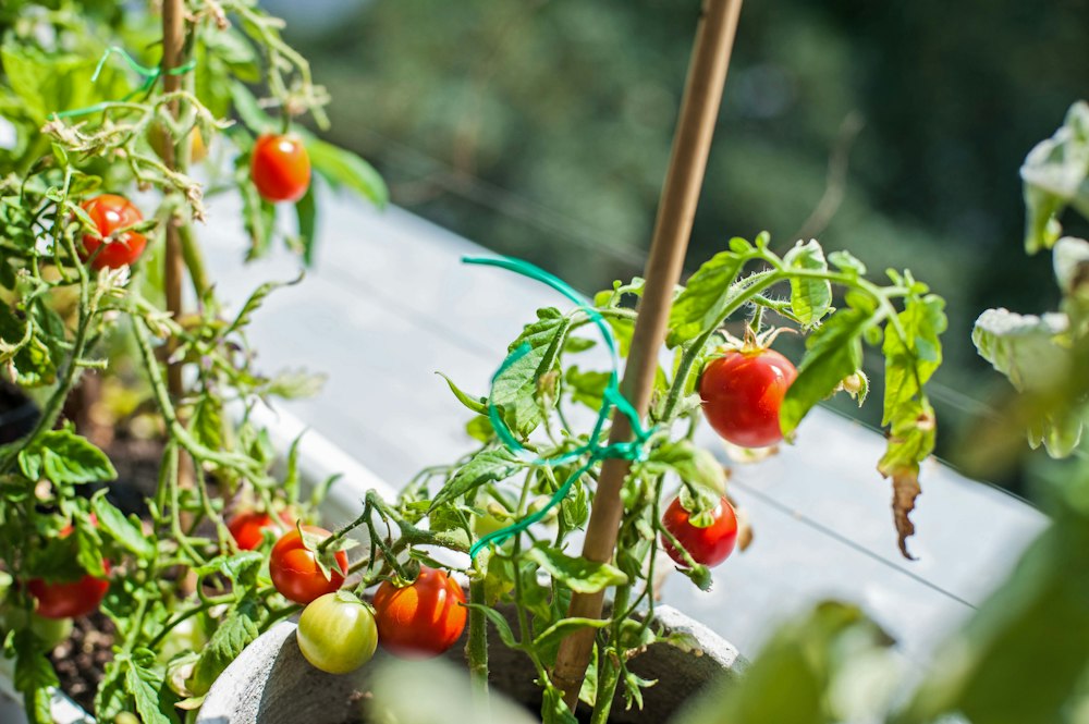 Cherry tomatoes ripening on a plant grown in a container