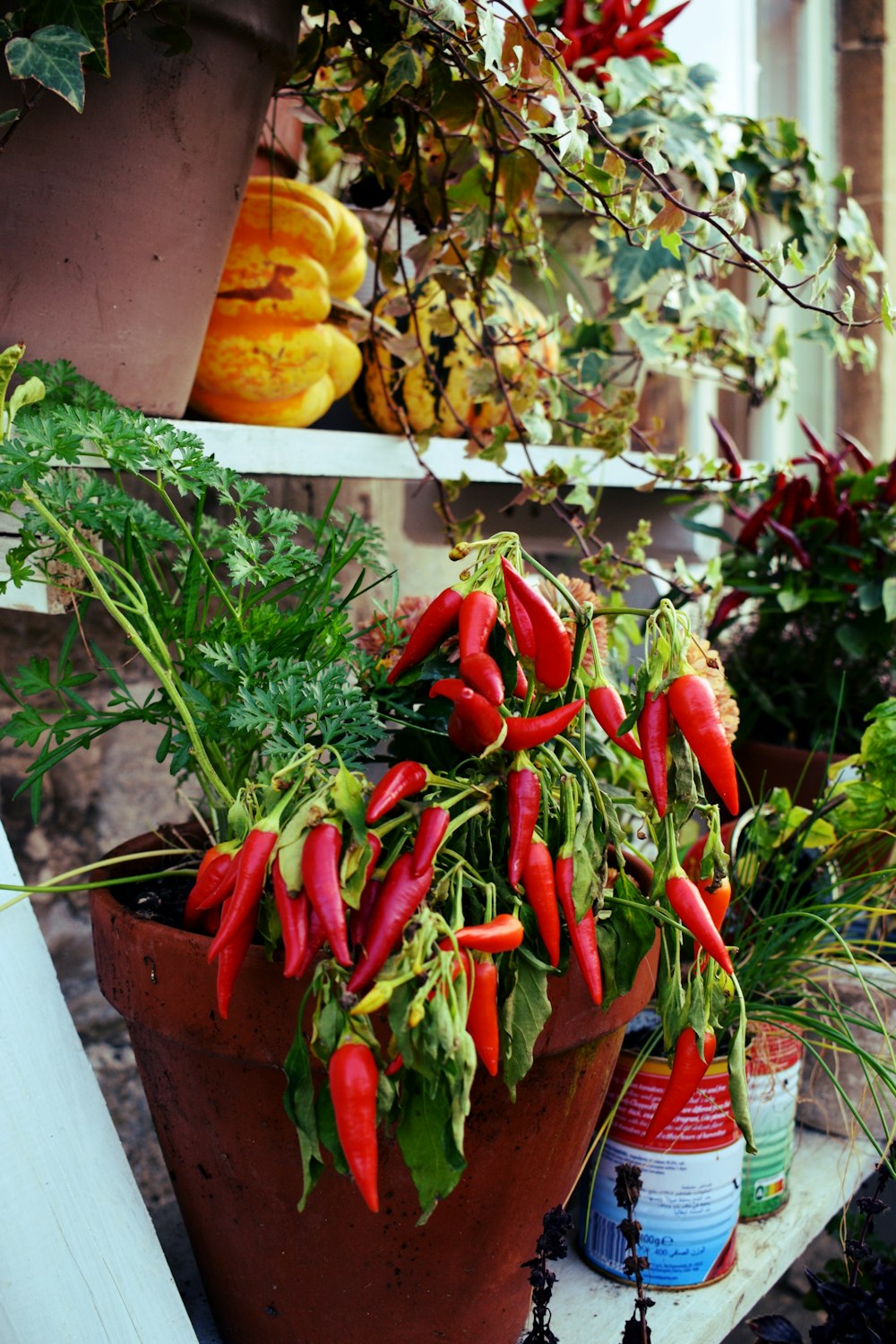 Red chili peppers growing on a potted plant