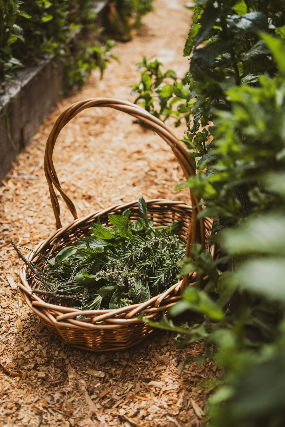 Wicker basket filled with freshly cut herbs