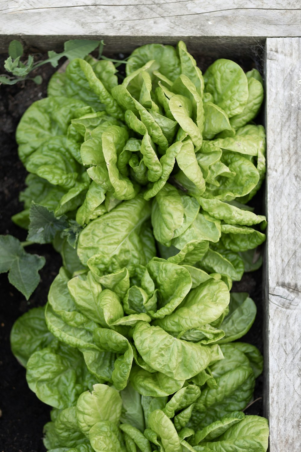 Fresh green lettuce heads growing in a raised garden bed