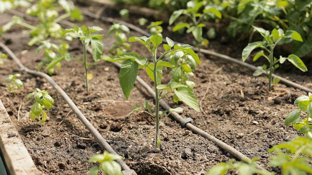 Young plants in a garden bed watered by a drip irrigation line