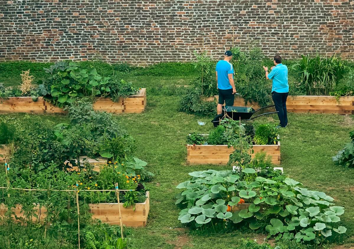 Two gardeners tending wooden vegetable beds in a planted garden