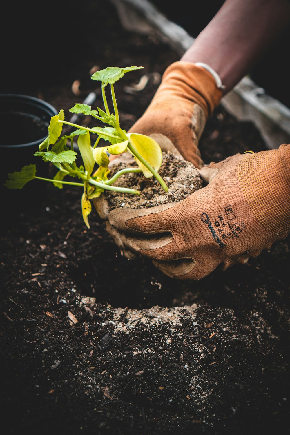 Gloved hands placing a seedling into loose soil