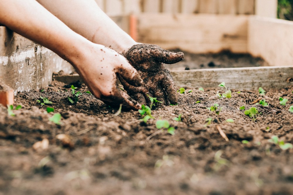 Hands planting a young seedling into prepared garden soil