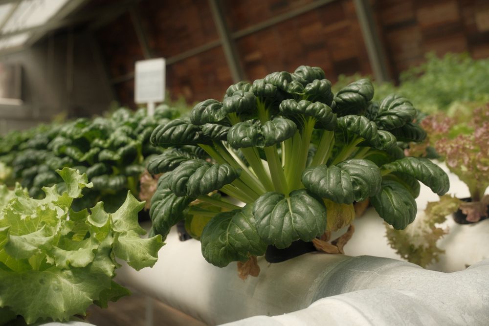 Leafy greens growing in a hydroponic channel