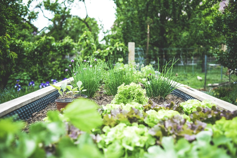 Lettuce and chives growing in a wooden raised garden bed