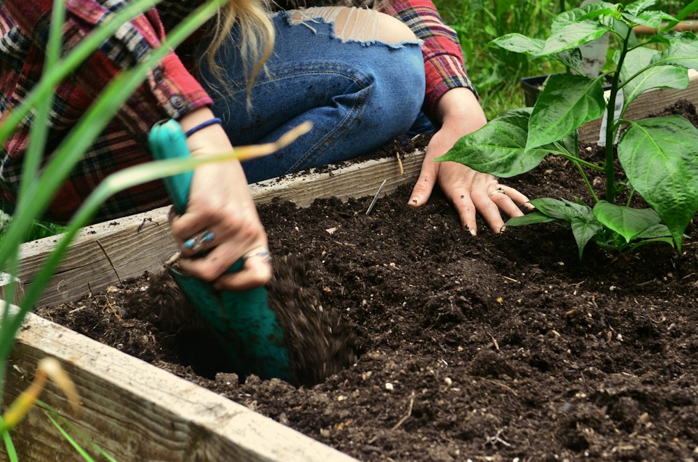 Gardener loosening soil in a raised bed with a hand trowel