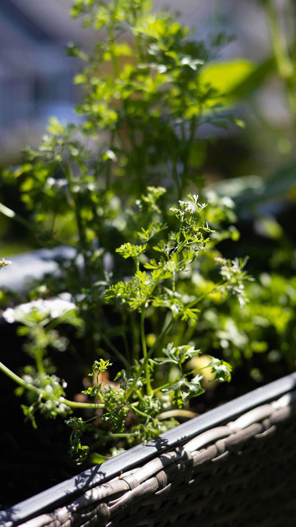 Close up of fresh parsley plants in a container