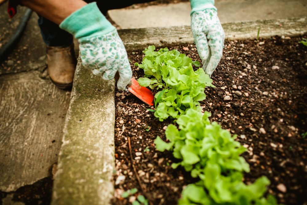 Gardener in gloves planting lettuce in a container bed