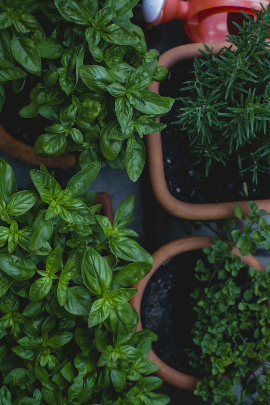 Top view of basil and herbs growing in pots