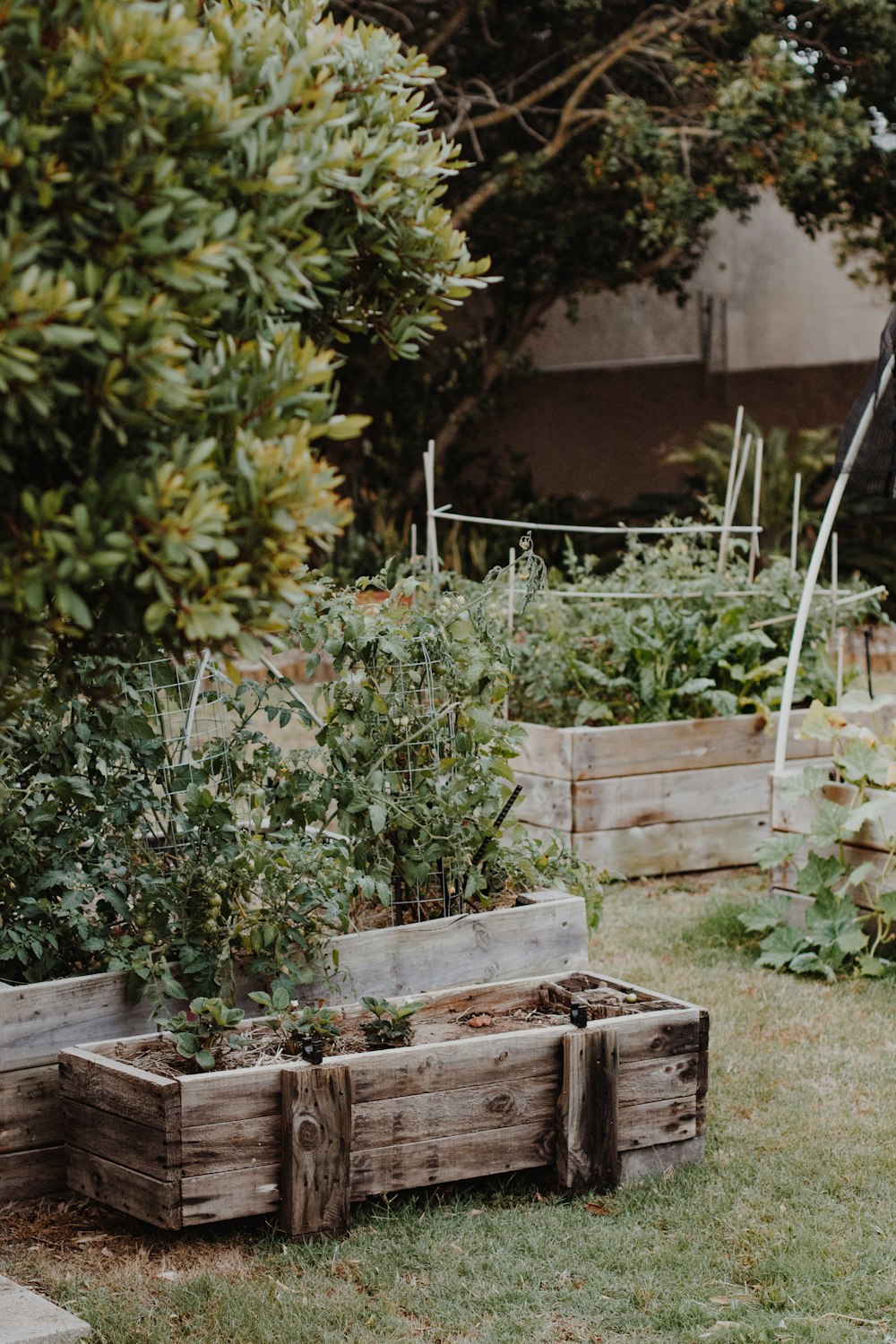 Wooden raised beds filled with herbs and leafy shrubs