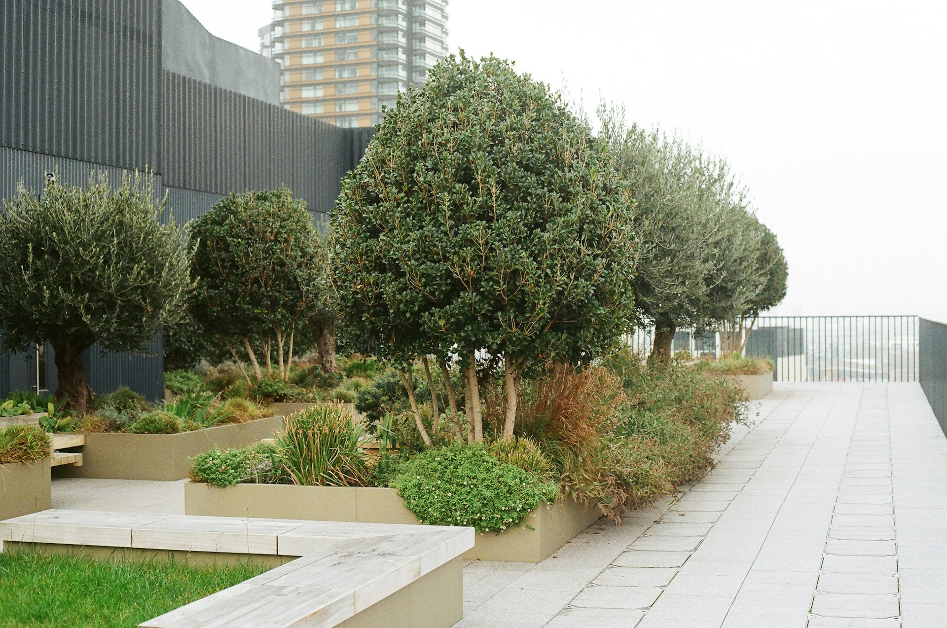 Rooftop garden with olive trees and long planter beds
