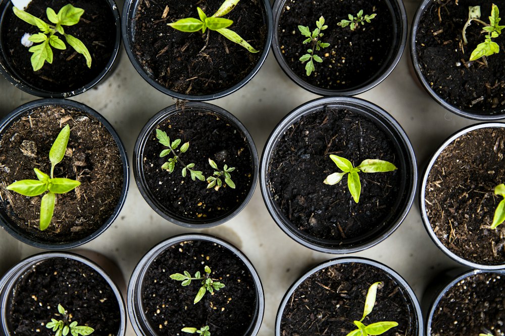 Seedlings growing in rows of black nursery pots