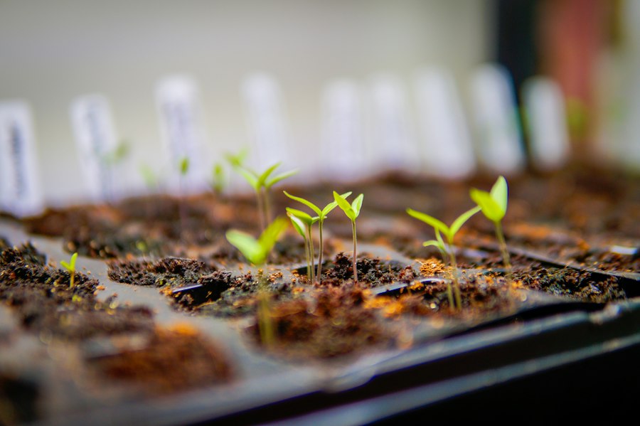 Tiny seedlings sprouting from soil in a labelled seed tray