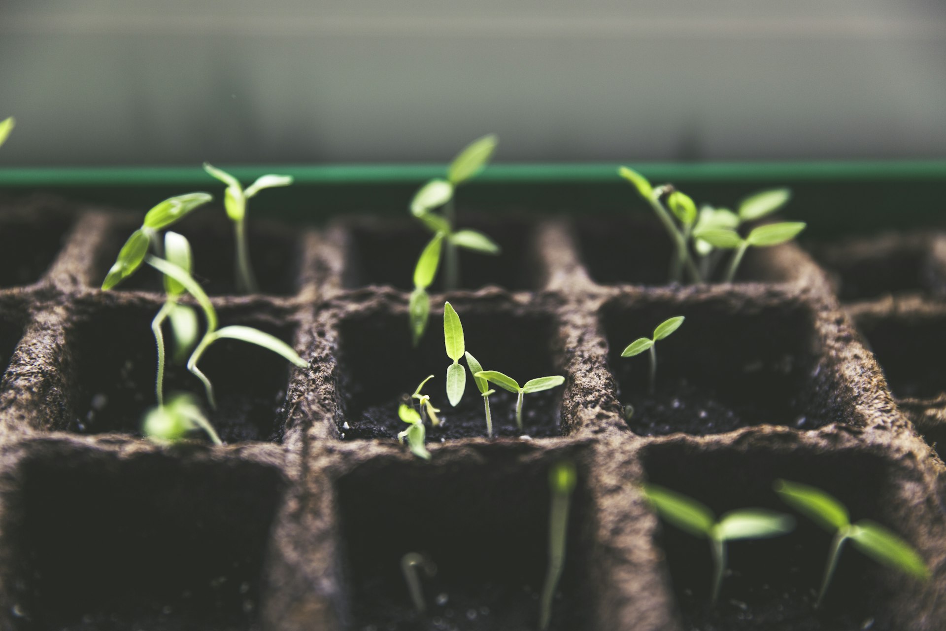Seedlings sprouting in a cell tray