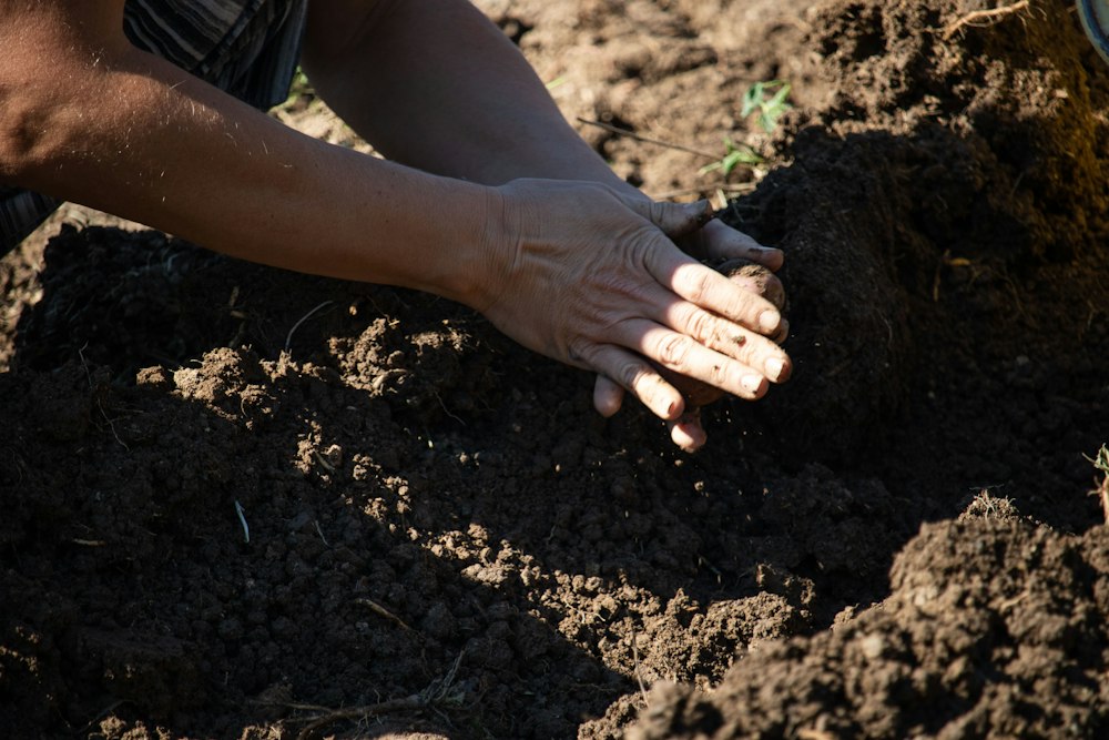Hands pressing seeds into dark, fertile soil