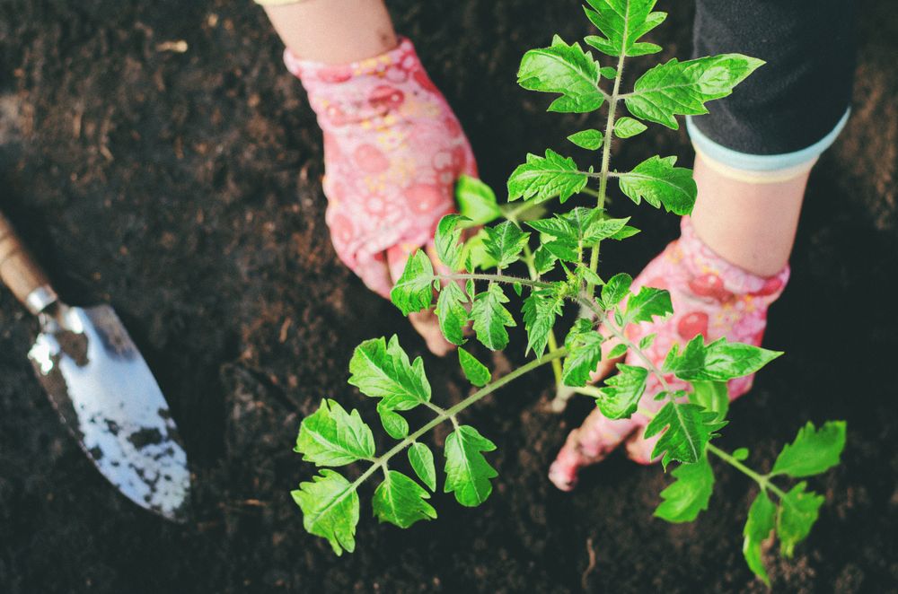 Gardener in pink gloves tending a tomato seedling