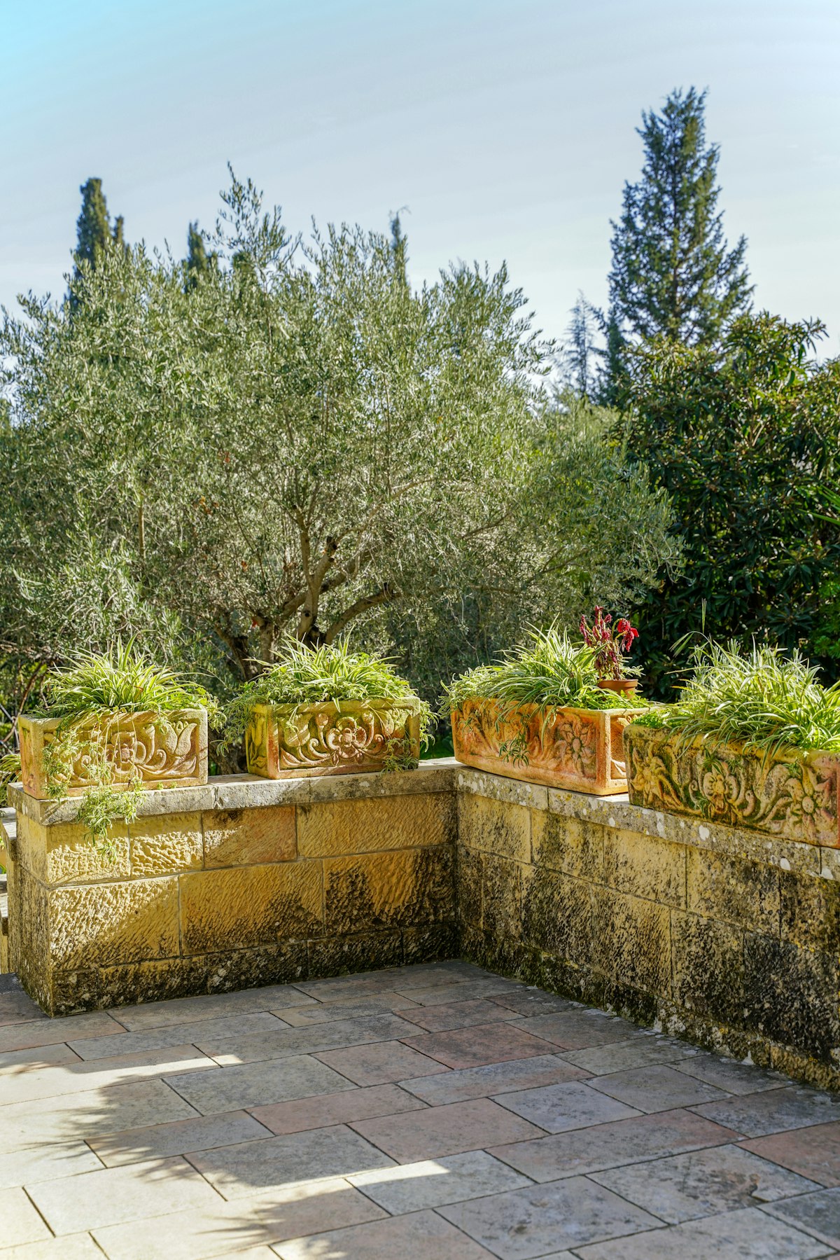 Planters with leafy plants lined along a sunny terrace parapet