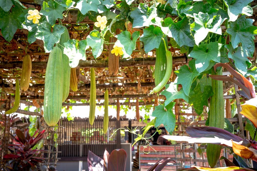 Terrace pergola covered with climbing plants and hanging gourds
