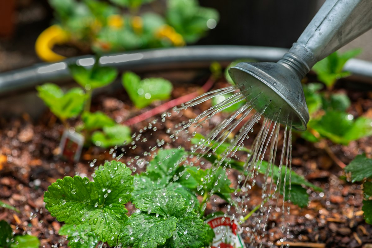 Watering can sprinkling water on young seedlings