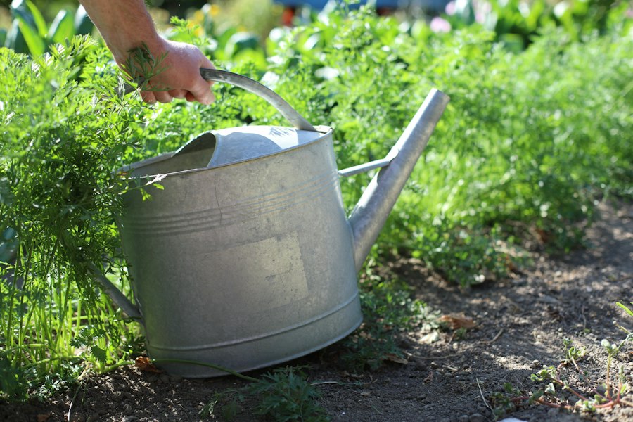 Galvanised watering can set down in a leafy vegetable garden